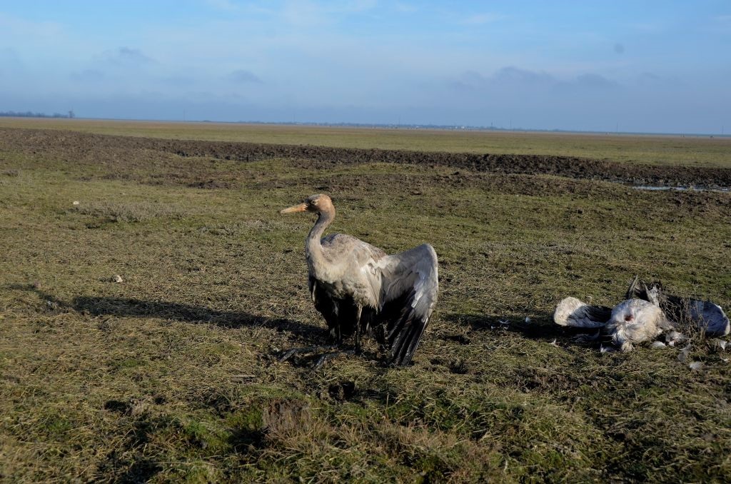 Новини України - Росіяни практично знищили Кінбурнську косу та Асканію-Нову - ВМС
