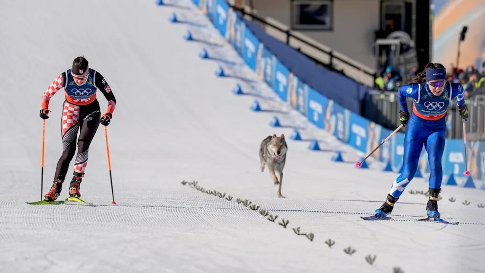 Собака став учасником жіночого кросу на Олімпіаді
