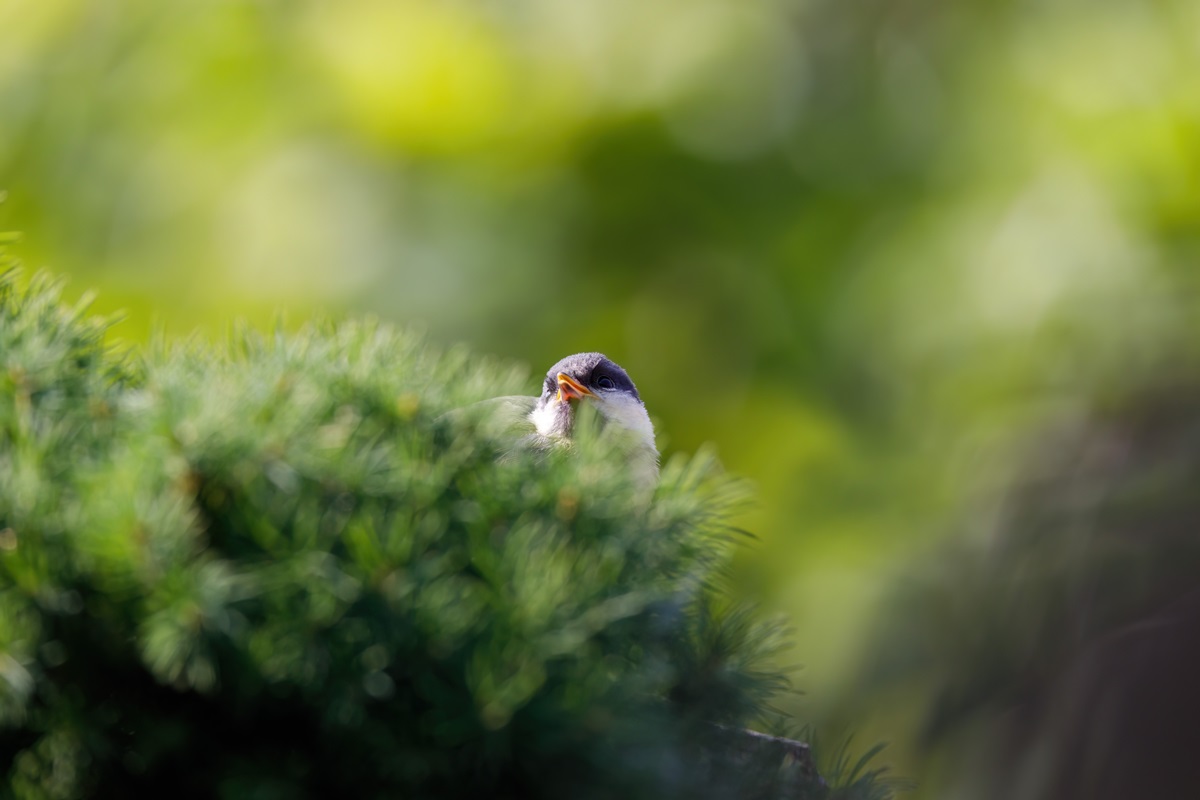 Свята 20 березня 2026: факти, традиції, прикмети