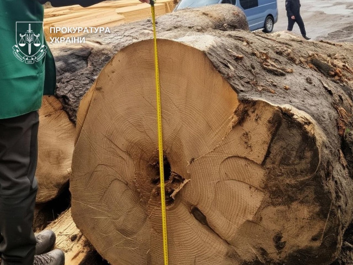 Вирубка цінних порід на 27 млн: буковинському ліснику оголосили підозру