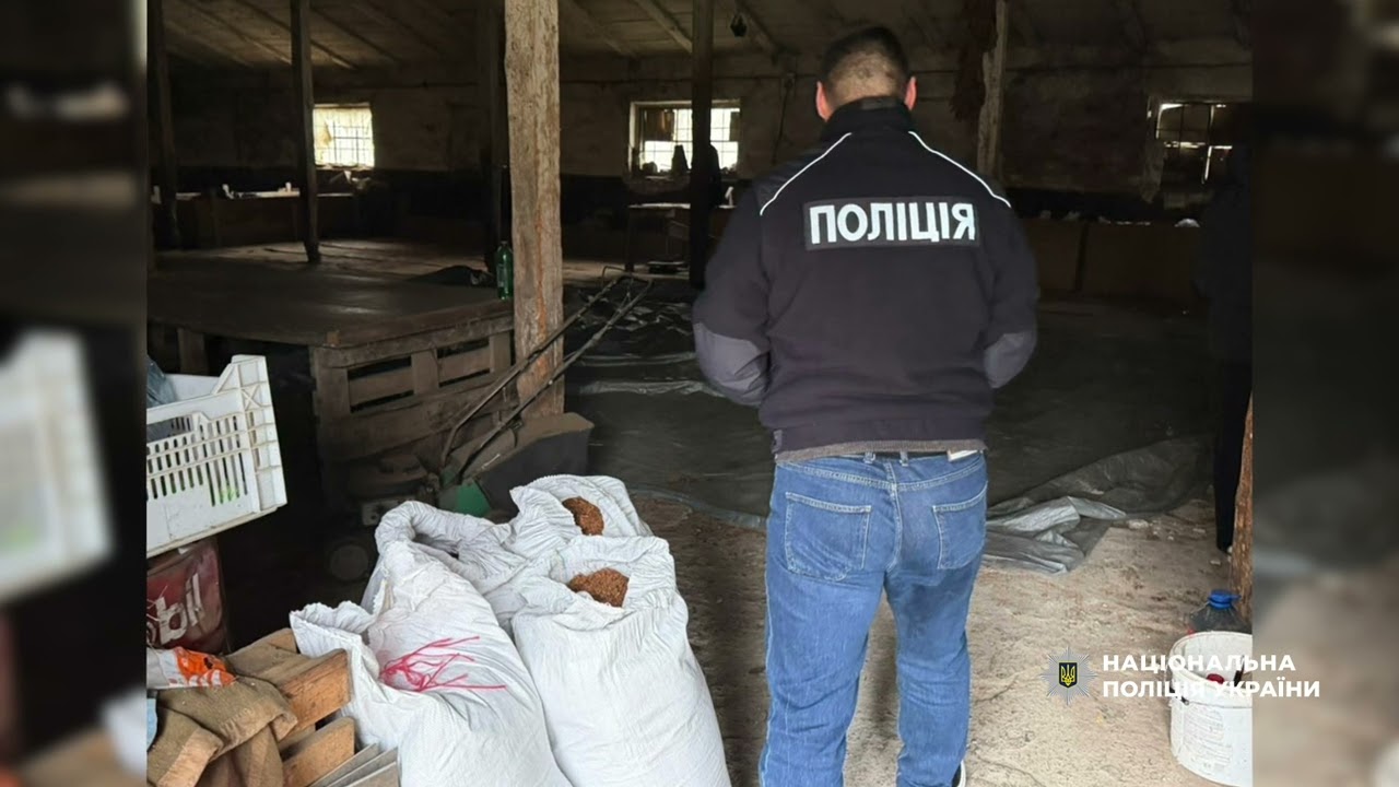Від поля до «чорного» ринку: ДСР Нацоліції ліквідував незаконний канал постачання тютюну