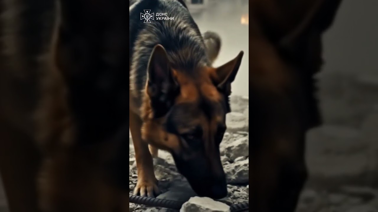 Там, де панує тиша, кінологи шукають слід життя.