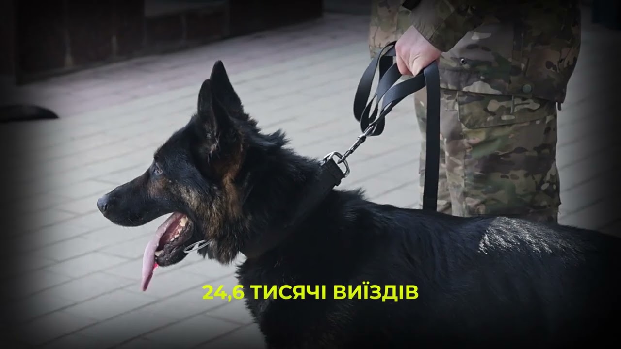 Майже 900 службових собак: як працює кінологічна служба Нацполіції
