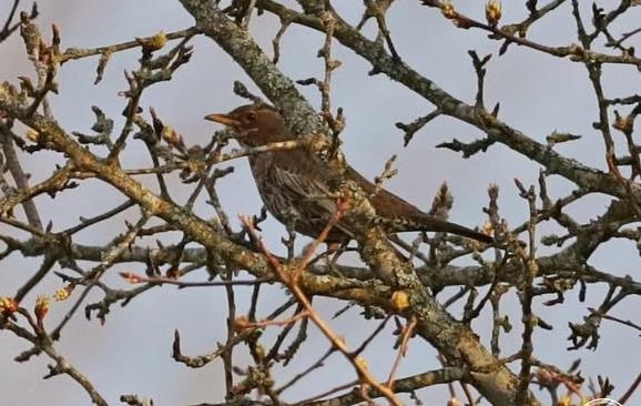 У Чорнобильському заповіднику зафіксували рідкісного птаха