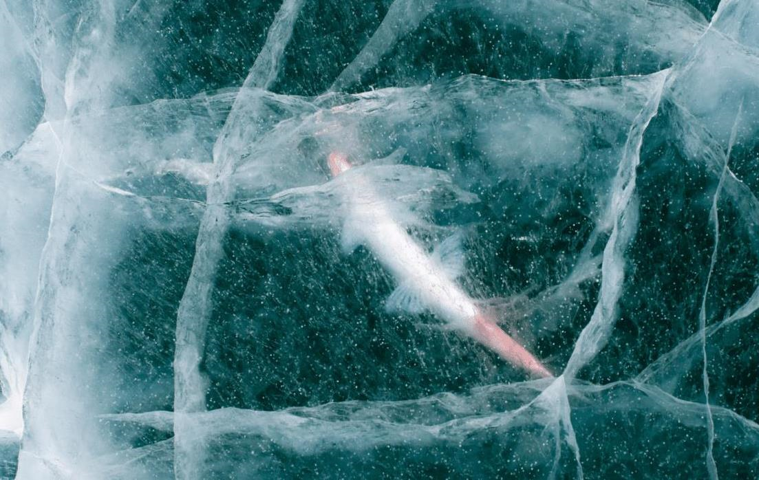 Вчені оживили 24-тисячолітню істоту: вона знову почала розмножуватись